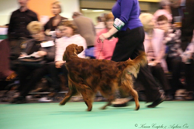 Crufts2011_2 177.jpg